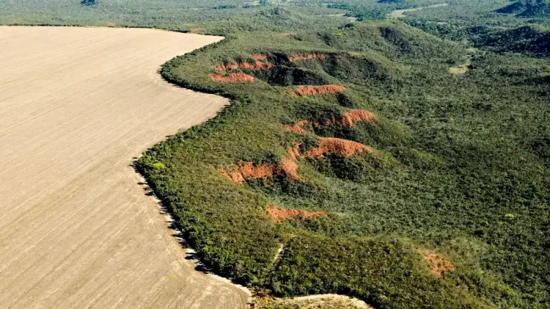 Fracasso na proteção do Cerrado leva a perdas irreversíveis para o agronegócio