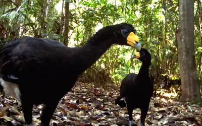 Fragmentação florestal na Amazônia altera cadeia alimentar da fauna