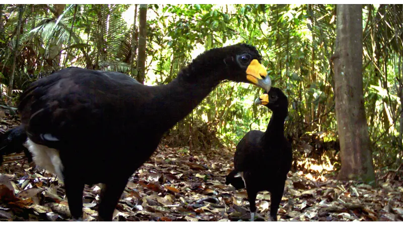 Fragmentação florestal na Amazônia altera cadeia alimentar da fauna
