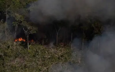 Frugivoria em risco: estudo mostra perda de interações entre animais e plantas na Amazônia degradada
