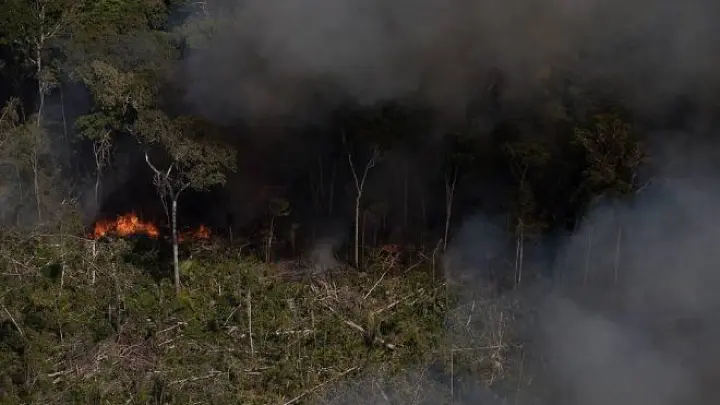 Frugivoria em risco: estudo mostra perda de interações entre animais e plantas na Amazônia degradada