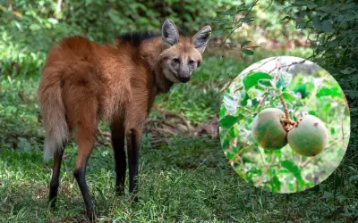 Fruta-do-lobo do Cerrado é usada em nanotecnologia contra câncer de bexiga