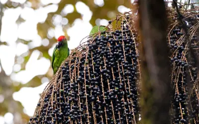 Frutos da Palmeira Juçara contra à obesidade