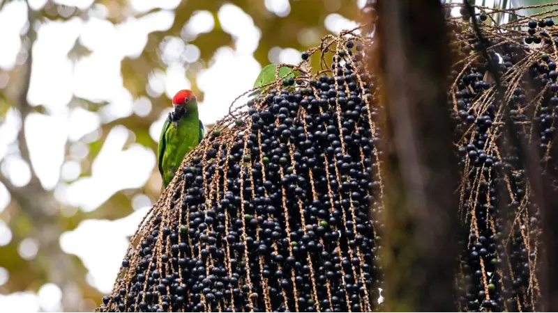 Frutos da Palmeira Juçara contra à obesidade