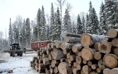 FSC suspende certificação de empresas da Rússia até que a invasão termine