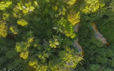 Fungos amazônicos sofrem com microplásticos e mudanças climáticas