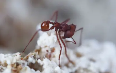 Escovopsis: fungos associados a formigas cortadeiras revelam origem antiga e funções além do parasitismo