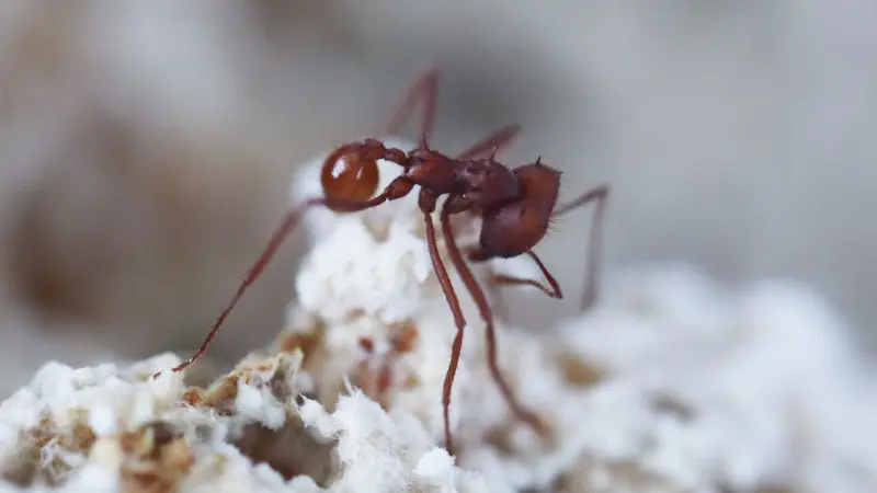Escovopsis: fungos associados a formigas cortadeiras revelam origem antiga e funções além do parasitismo