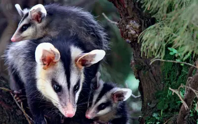 Gambás podem ter surgido na Floresta Amazônica