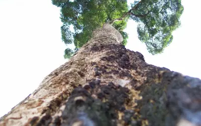 Gigantes do Brasil - As 5 maiores árvores do Brasil