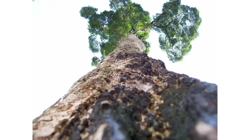 Gigantes do Brasil - As 5 maiores árvores do Brasil