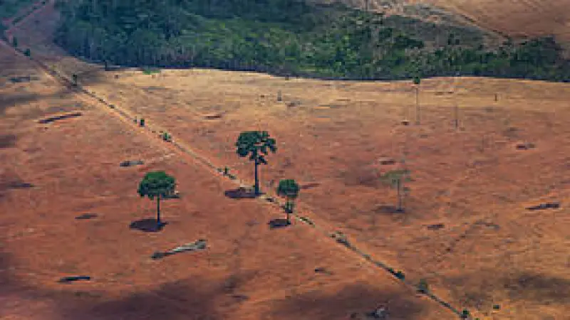 Governador veta PLC que "transforma" Amazônia em Cerrado, mas sinaliza revisão; ambientalistas seguem atentos