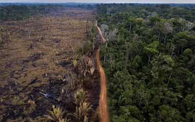 Governo Brasileiro Concede Florestas Desmatadas para Restauração Privada