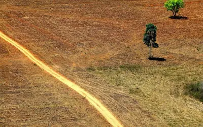 Graças a mudanças climáticas, Savana tornou-se o que é Floresta Amazônica hoje.