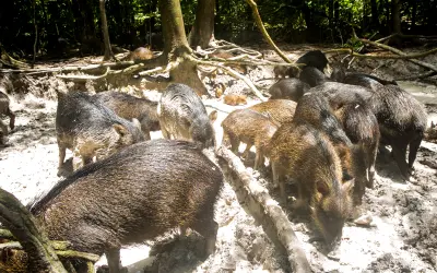 Grandes mamíferos aumentam a fertilidade do solo da Mata Atlântica