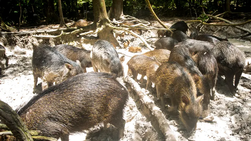 Grandes mamíferos aumentam a fertilidade do solo da Mata Atlântica