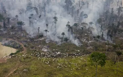 Grifes de luxo usam couro ligado ao desmatamento ilegal no Pará, diz estudo