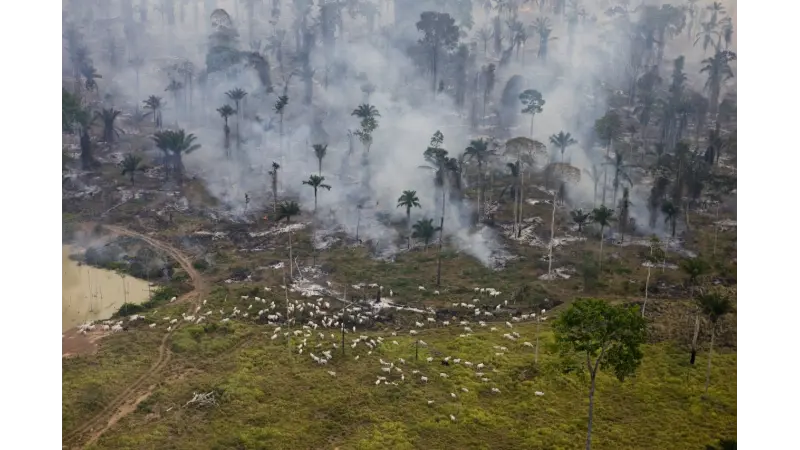 Grifes de luxo usam couro ligado ao desmatamento ilegal no Pará, diz estudo