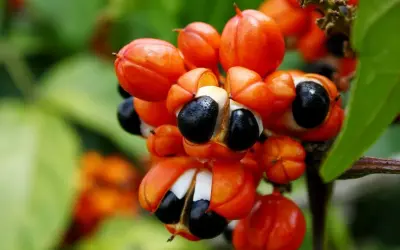 Guaraná – A Energia da Amazônia