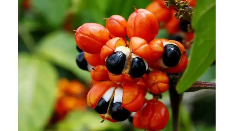Guaraná – A Energia da Amazônia