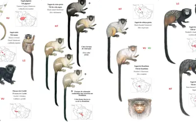 Guia ilustrado de primatas de Rondônia