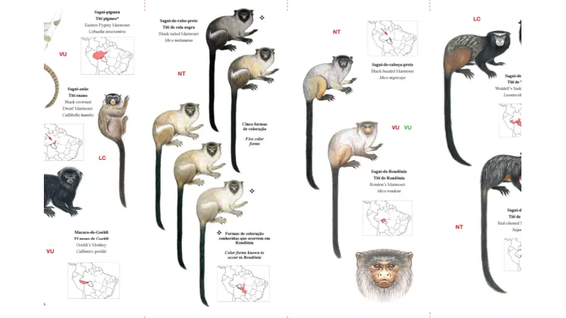 Guia ilustrado de primatas de Rondônia