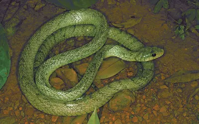 Guia ilustrado de Serpentes da Amazônia é lançado no Instituto Butantan