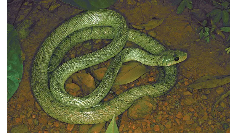 Guia ilustrado de Serpentes da Amazônia é lançado no Instituto Butantan
