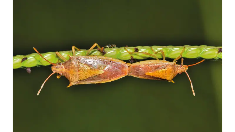 [DOWNLOAD] Guia para o controle biológico clássico de pragas de insetos em florestas plantadas e naturais da FAO