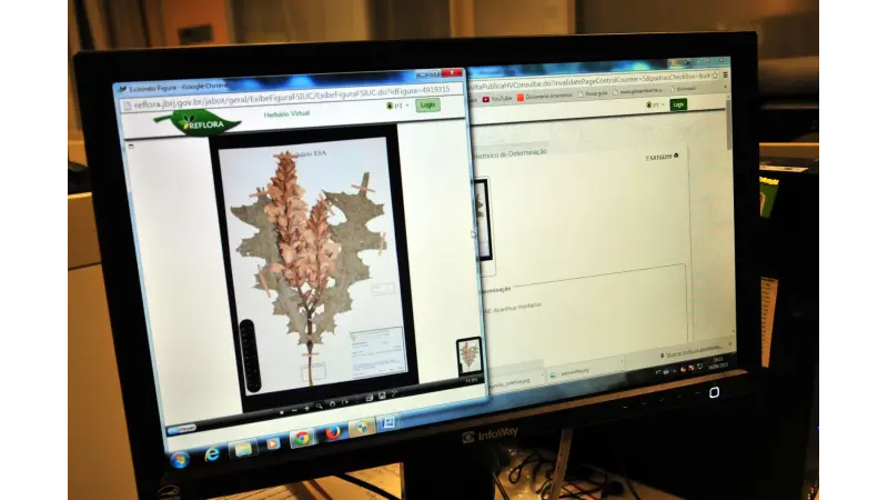 Herbário digitaliza 1,2 milhão de amostras
