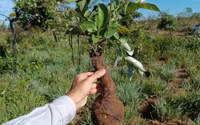 A Herbcronologia e os segredos do subsolo: Plantas centenárias provam que campos naturais não são florestas degradadas