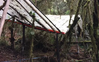 Histerese florestal: novo modelo matemático prevê como as árvores sobrevivem (ou morrem) na seca