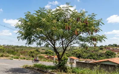 IA e Ciência Cidadã: projeto da ESALQ/USP usa tecnologia de ponta para caçar a Leucena
