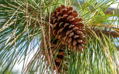 IA brasileira detecta invasão de Pinus e promete revolucionar a conservação da biodiversidade