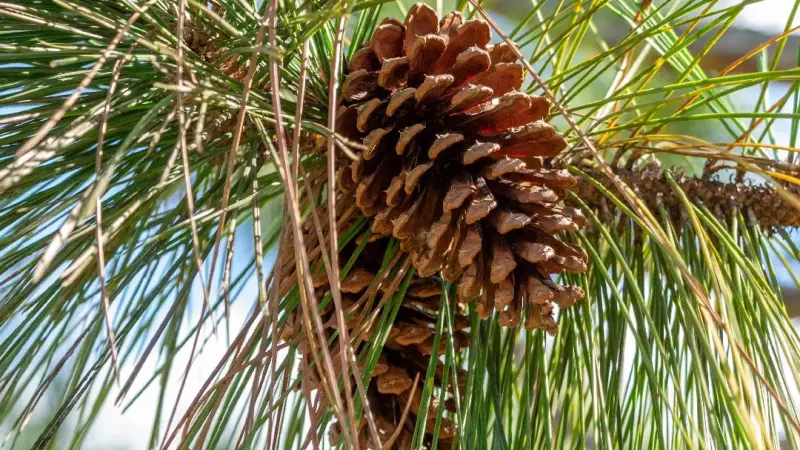 IA brasileira detecta invasão de Pinus e promete revolucionar a conservação da biodiversidade