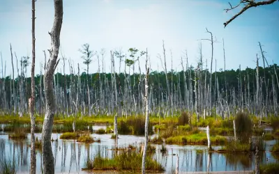 IA revela “florestas fantasmas” com 12 milhões de árvores mortas na costa dos EUA