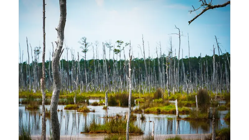 IA revela “florestas fantasmas” com 12 milhões de árvores mortas na costa dos EUA