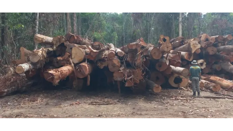Ibama bloqueia mais de 50 mil metros cúbicos em créditos florestais explorados ilegalmente no PA