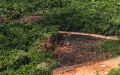Ibama desmonta cadeia da madeira ilegal no sudoeste do Pará e reforça combate ao desmatamento