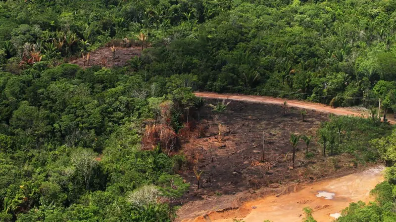 Ibama desmonta cadeia da madeira ilegal no sudoeste do Pará e reforça combate ao desmatamento