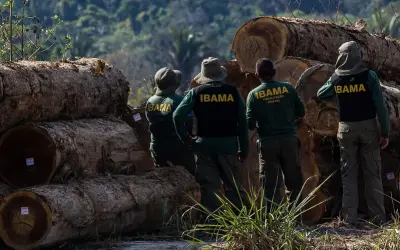 Ibama destrói 9 madeireiras clandestinas no Amazonas