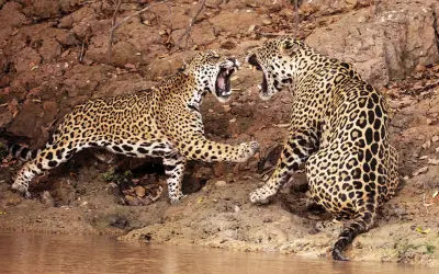 Impacto do fogo: menos tatu e mais onça no Pantanal