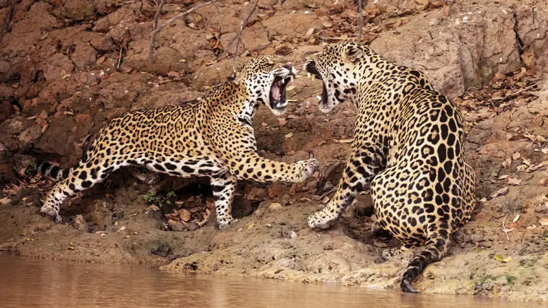 Impacto do fogo: menos tatu e mais onça no Pantanal