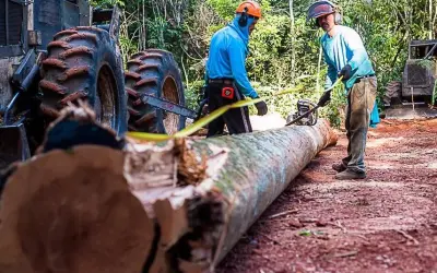 Nova Instrução Normativa Nº 01/2025 define regras para exploração de espécies CITES no Mato Grosso
