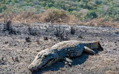 Incêndio no Pantanal em 2024 supera o registrado no mesmo período de 2020, e bate recorde de queimadas