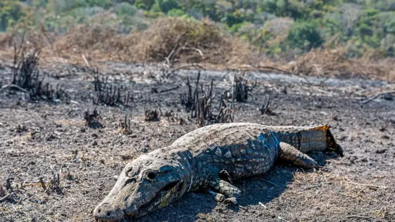 Incêndio no Pantanal em 2024 supera o registrado no mesmo período de 2020, e bate recorde de queimadas