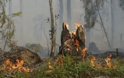 Incêndios: a brandura das penas em Portugal face a outros países