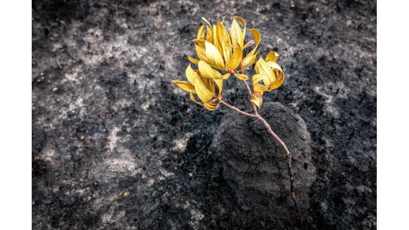 Incêndios florestais intensos enfraquecem vegetação nativa