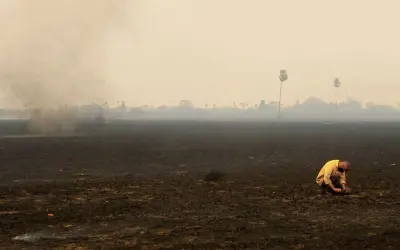 Incêndios no Pantanal mataram 17 milhões de animais