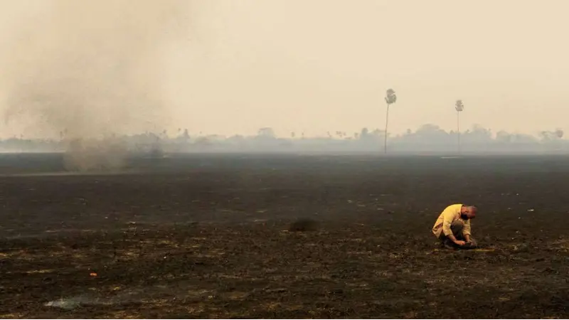 Incêndios no Pantanal mataram 17 milhões de animais